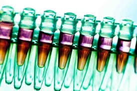 Stem cells